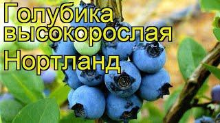 Голубика высокорослая Нортланд. Краткий обзор, описание характеристик, где купить саженцы