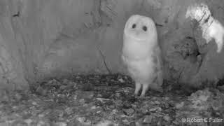 This barn owl baby just heard thunder for the first time | Wildlife moments | original video