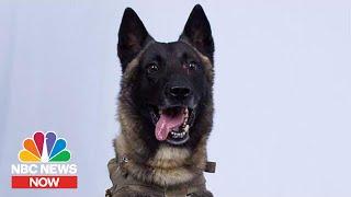 Pentagon: Hero Dog Returned To Duty After ISIS Raid | NBC News Now