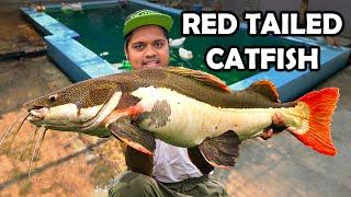 ৮৪ কেজি ওজন হয় এই মাছের | Red Tailed Catfish
