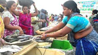 Early Morning Fish Market - Matlapalem near Kakinada Andhra Pradesh INDIA|Ladies Fish marekt