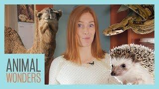 6 Animal Myths - Dispelled!