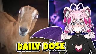 VTuber Reacts to Daily Dose of Internet for 30 minutes...