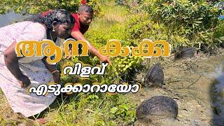 നമ്മുടെ നാട്ടിലെ ആനകക്ക വിളവെടുക്കാറായോ ..../Mangrove clams...