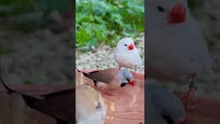 Longtailed Finch | Zebra Finch | Aviary Birds