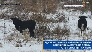  Здичавілі корови Чорнобильського заповідника пережили зиму, проте популяція на межі