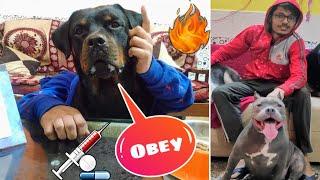 Doctor Roxy Changed Bitto Voice 2|| Dog Can Talk part 79 || Review reloaded || Funny Dog Video