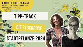 Podcast: Die Stockrose - Stadtpflanze des Jahres 2024