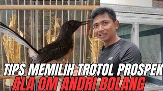 TIPS MEMILIH TROTOL MURAI BATU PROSPEK ALA OM ANDRI BOLANG