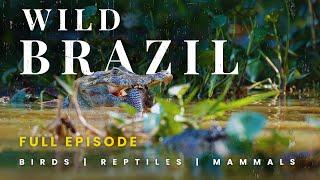 Wild Brazil | Exploring Fascinating Wildlife | Animal Documentary