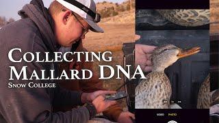 Did We Shoot a Hybrid Mallard? Duck Hunting and DuckDNA in Utah