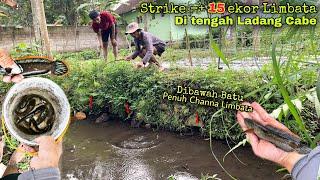 Mancing gerombolan channa limbata yang tersesat di tengah ladang cabai, auto panen!!!