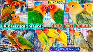 Uluberia pet market . Birds pirce updated  09.03.2024. Uluberia pakhir haat. #cheapest #viral #sale