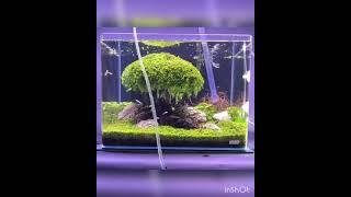 Beautiful Mini Planted Aquarium Water Change and Trimming