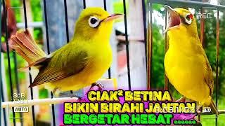 ciak² kecial kuning betina || bikin birahi jantan bergetar hebat bikin jos & gacor di tempat