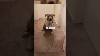 Chunky Pitbull Only Speaks In Spanish  #shorts #cutedogs #pitbull