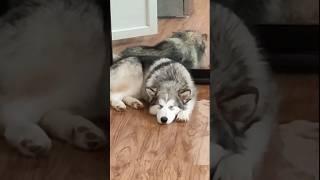 Разница между маламутом девочкой и мальчиком ️ #волк #маламут #pet #dog #malamute #petlover #pets