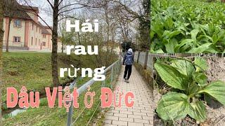 Hai mẹ con đi hái rau rừng, tỏi gấu, mã đề, bồ công anh | gia đình Việt-Đức | cuộc sống ở Đức