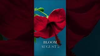 Melanie Wehbe - Bloom (teaser)