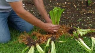 Dividing Daylilies: Rose-Hill Gardens Video Series Episode Two