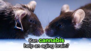 Cannabis Question Extra: Cannabis Reverses Brain Aging in Mice