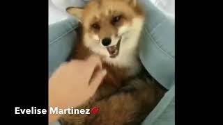 Cuddling With a Fox