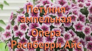 Петуния ампельная Опера Распберри Айс  обзор: как сажать, семена петунии Опера Распберри Айс