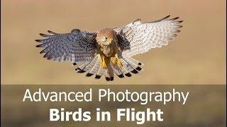 How to Photograph Birds in Flight: Advanced (Including Canon AF Case Settings)