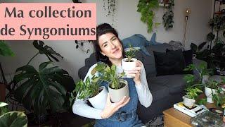 Le Syngonium : Entretien & Collection