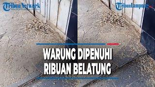 VIRAL PENAMPAKAN WARUNG DISERBU RIBUAN BELATUNG, INI PENYEBABNYA | @TRIBUNLAMPUNGNEWSVIDEO