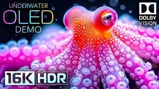 Underwater World OLED Demo HDR 16KUltra HD Dolby Vision™ 60fps (4K / 8K TV)