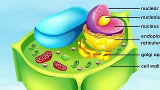 Informative animation of plant cell anatomy