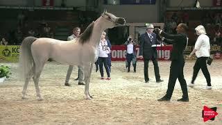 N 79 JAYAN DE NAUTIAC   Wels 2019   Stallions 4 to 6 years old Class 11 p1