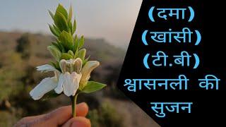 अडूसा (वासा) का चमत्कारी नुस्खा। Benifits of Adusa (Vasa) Plant in Hindi__ (Justicia adhatoda)