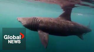 Basking shark spotted off BC coast, expert says sighting is like seeing a "unicorn"