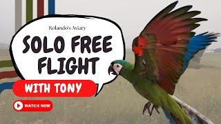 Solo FREE FLIGHT with Tony (Severe Macaw)