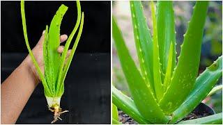 How to grow aloe vera plant from aloe vera leaves at home || Best & easy method for gardening