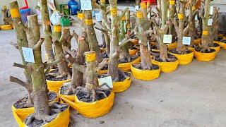 Anh Thức 0358121309 Mai Giảo  Bình Lợi 14/1 miền tây tôi yêu ltk bonsai (@MaivàngQuêdừa)