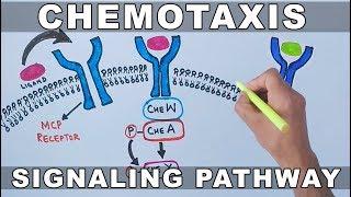 Chemotaxis Signalling Pathway