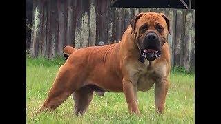 Boerboel: tout savoir sur cette race de chien (Boerbull) [VF]