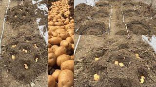 With this method, 1 sack of potatoes is harvested from each CELL.