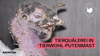 Getreten und geworfen - Tierquälerei in Tierwohl-Putenmast 