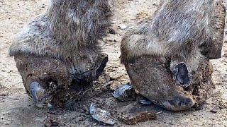 Save! Fist-shaped donkey hoof, deformed growth, trimming once and works【DONKEY HOOF SAVIOR】