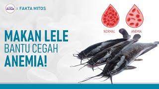 Kaya Vitamin B12, Ikan Lele Bisa Cegah Anemia dan Manfaat Lainnya! | Hidup Sehat tvOne