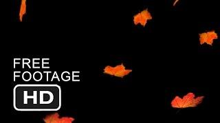 Free Stock Video Footage Background - Falling Autumn Leaves HD 1080