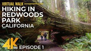 4K Relaxing Forest Walk among the Highest Trees on Earth - Hiking on Hatton Trail, California #1