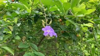 Golden Dewdrop Plant video, Duranta erecta Plant Video  Nature Free Stock Video  Free for use & down