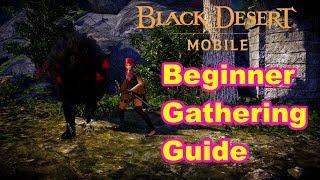 Beginner Gathering Guide - Black Desert Mobile Global