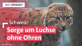 Luchs-Population in Gefahr: Inzucht sorgt für Gendefekte | Weltspiegel