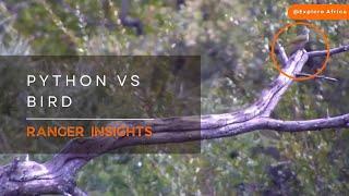 WATCH THIS PYTHON CATCH A BIRD | Ranger Insights